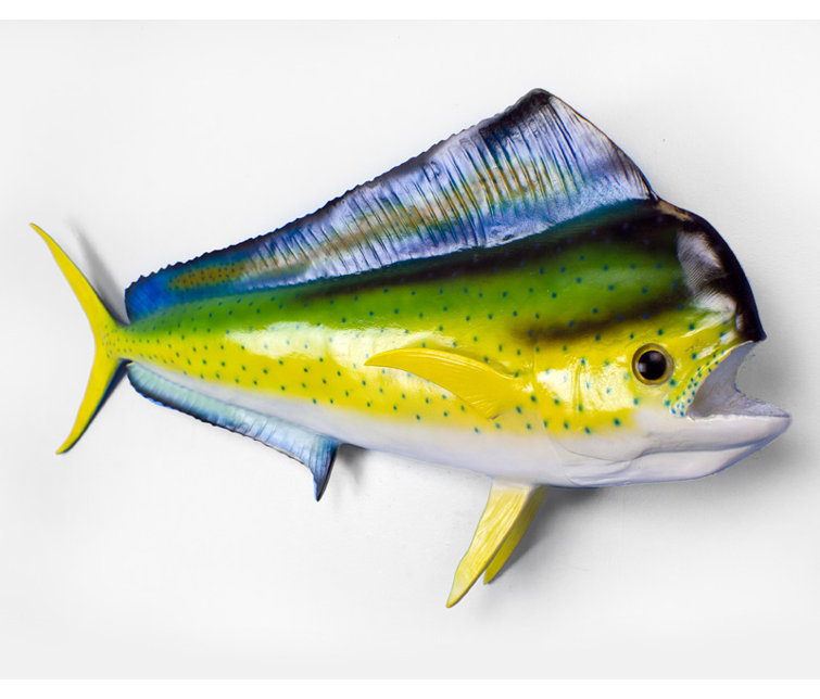 Loon Peak® Mahi Mahi Wall Décor Wayfair